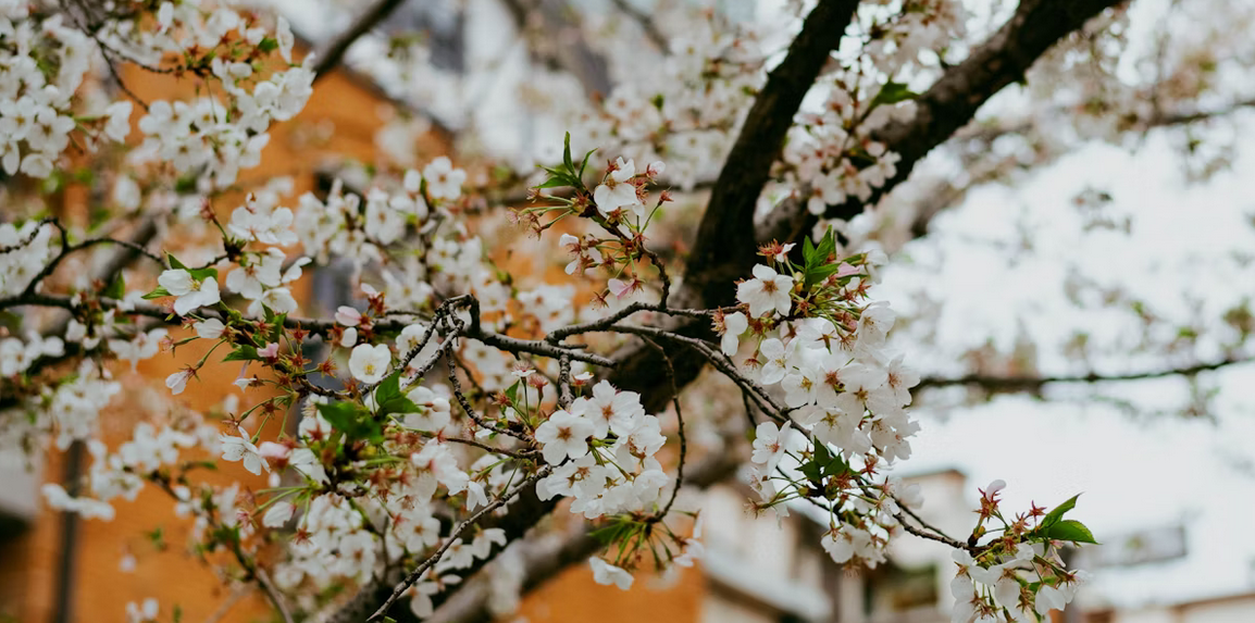 Baltimore, MD cremation services