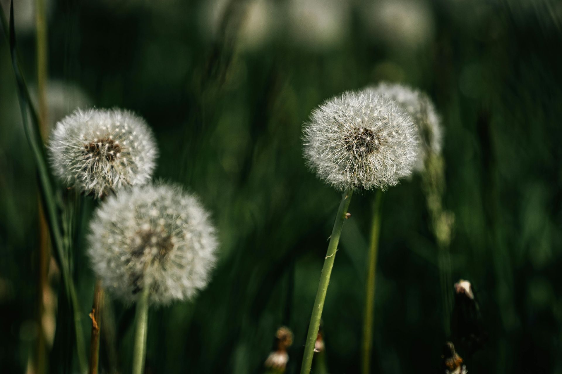 Baltimore, MD cremations