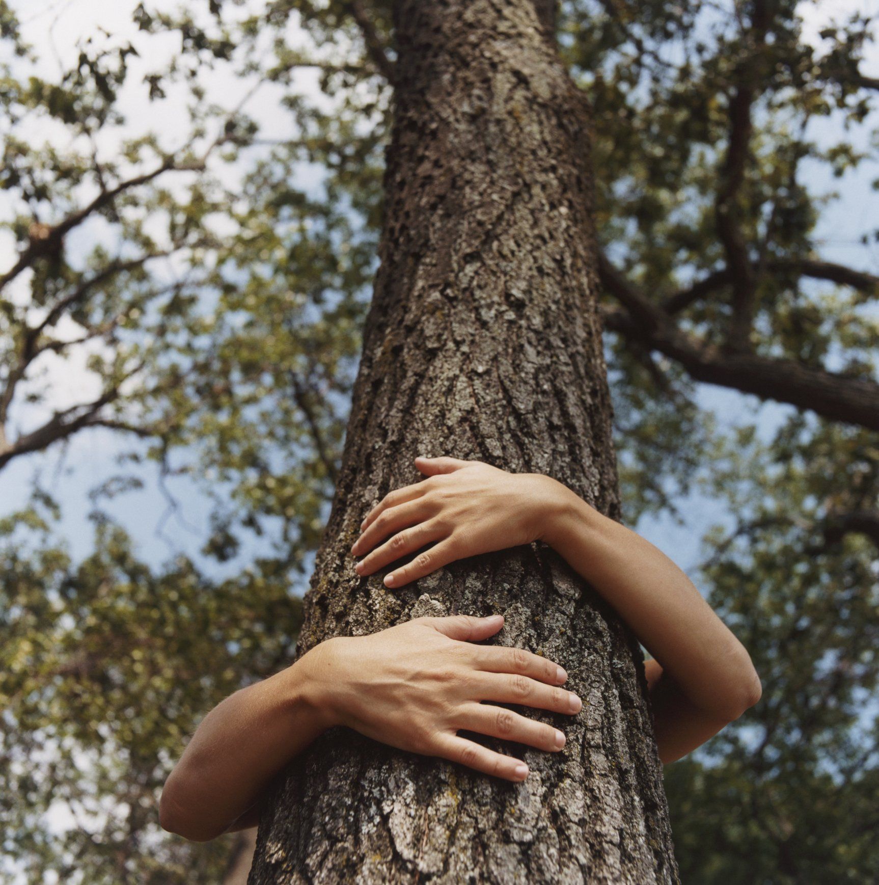 Hands hugging the trunk of a tree. Forest setting.