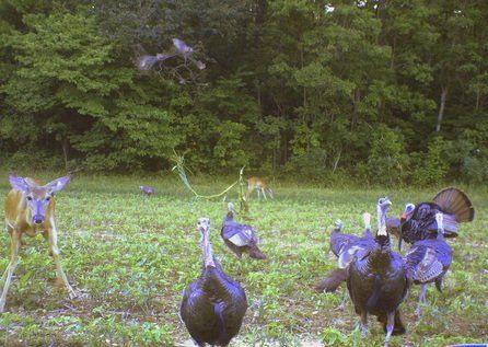 Tennessee turkey hunting, Tennessee turkey hunt, outfitter, guide