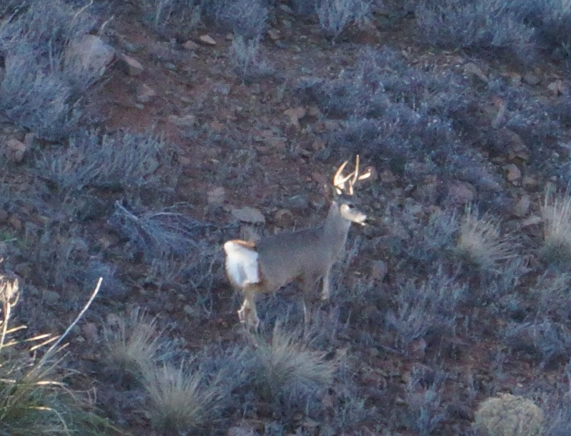 Mule deer hunting Arizona, Hunting Outfitter Arizona