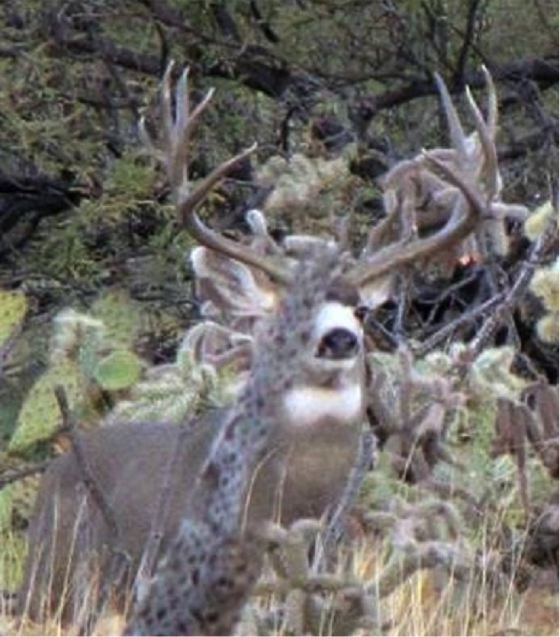 ARIZONA MULE DEER HUNTING, IDAHO ELK HUNTING, Idaho Mule Deer Hunting