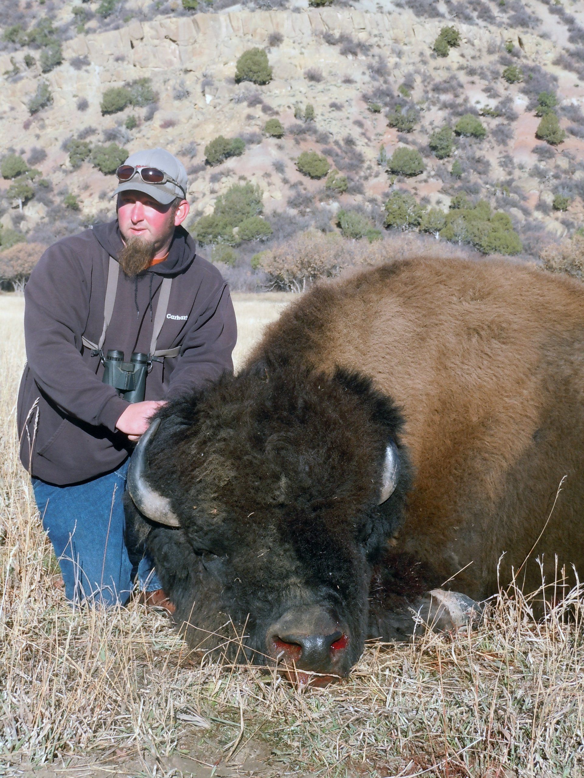 Buffalo hunting outfitter, Buffalo Hunting Guide, Colorado