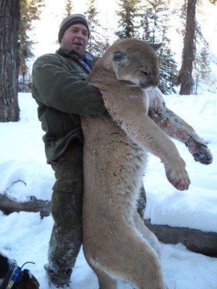 A man is holding a large mountain lion in the snow
