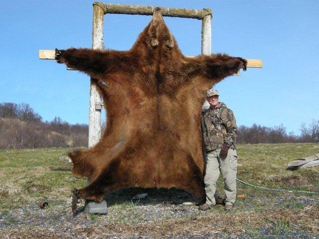 Kodiak Brown bear hunting, Kodiak Bear hunting, Kodiak Goat hunting