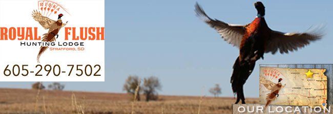 South Dakota Pheasant Hunting, South Dakota Pheasant Hunt
