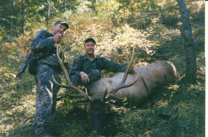 Two men are standing next to a large elk in the woods.