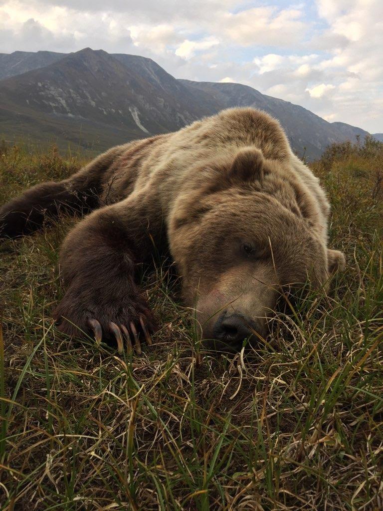 Alaska Brown bear hunting, Alaska grizzly bear hunting, Outfitter, Guide
