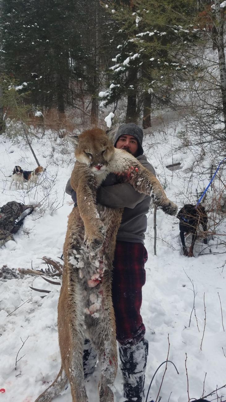 A man is holding a mountain lion in his arms in the snow.