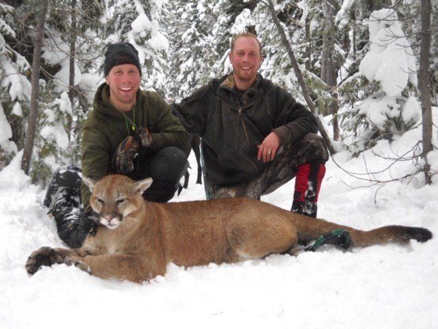 Two men kneeling next to a mountain lion in the snow
