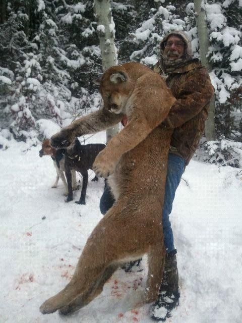 A man is holding a large mountain lion in the snow