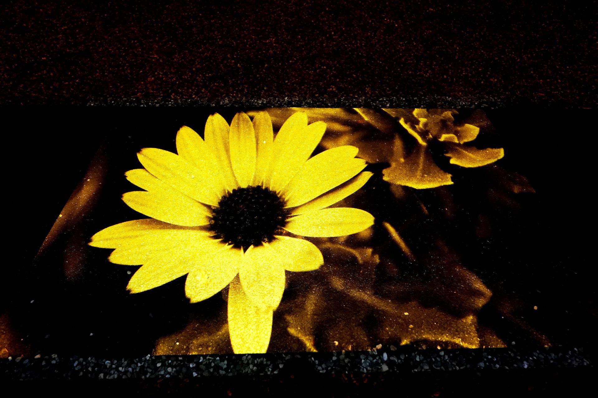 Talent lab x Technova College Ede 
( ROC A12)
Gemeente Apeldoorn 
Royallight Festival