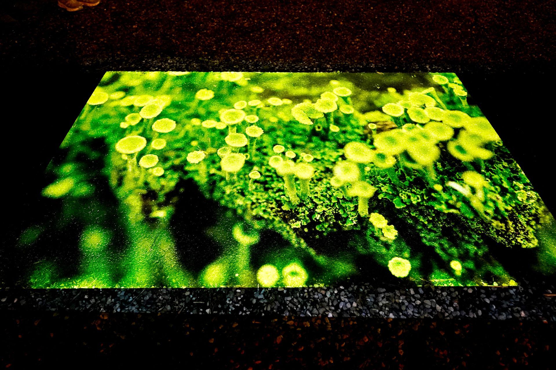 Talent lab x Technova College Ede 
( ROC A12)
Gemeente Apeldoorn 
Royallight Festival
©2026-Strikwerda Fotografie
