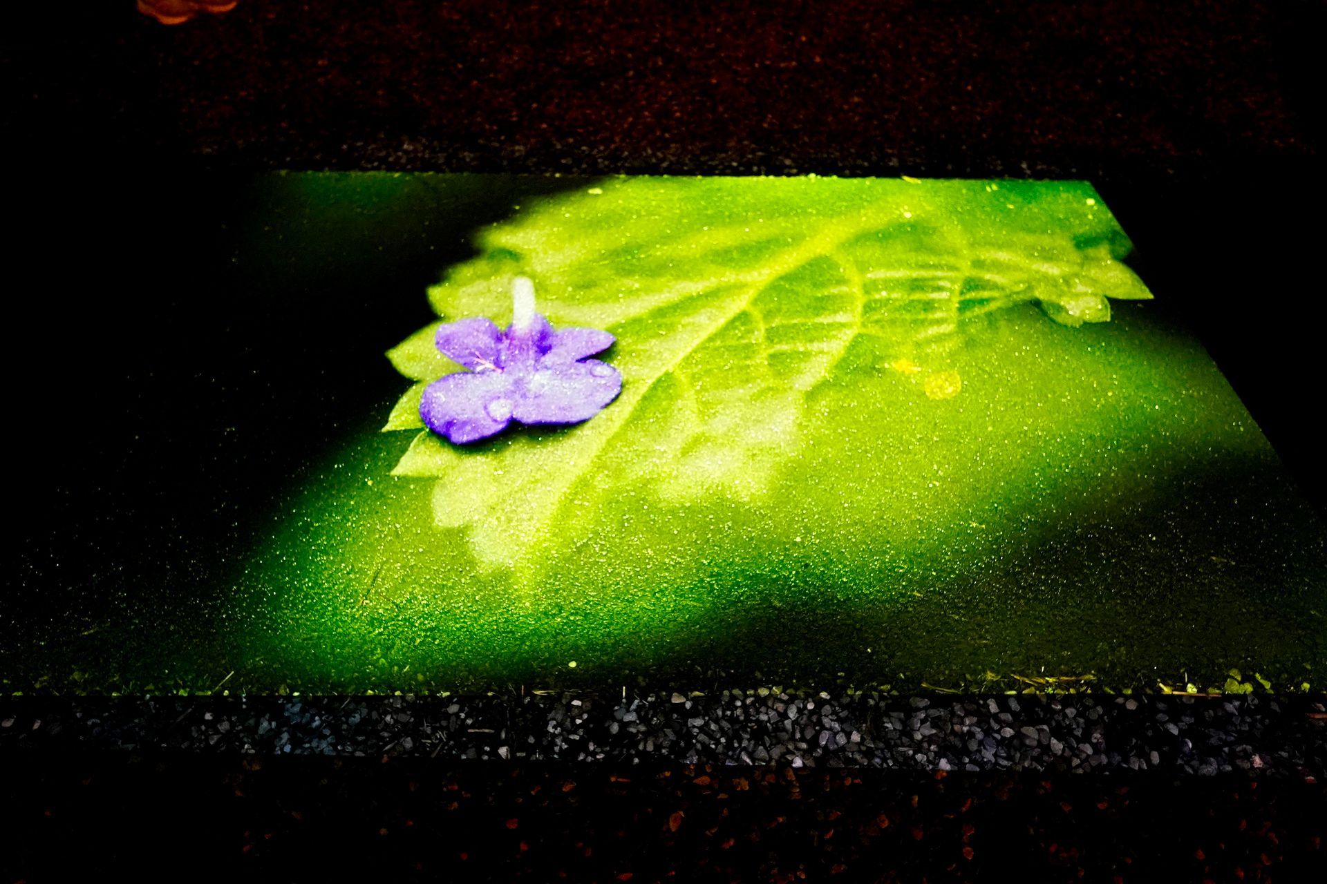 Talent lab x Technova College Ede 
( ROC A12)
Gemeente Apeldoorn 
Royallight Festival
©2026-Strikwerda Fotografie