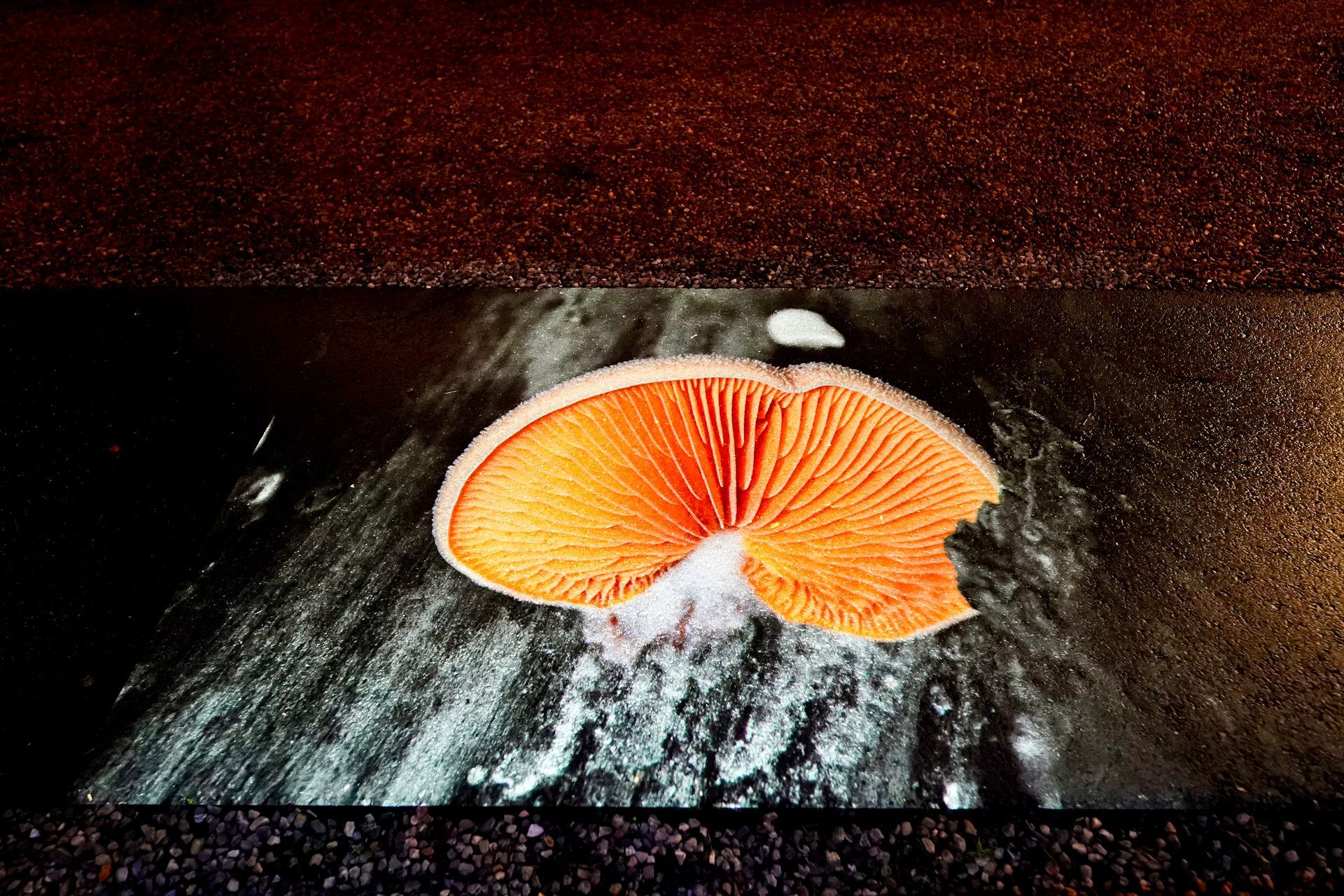 Talent lab x Technova College Ede 
( ROC A12)
Gemeente Apeldoorn 
Royallight Festival
©2026-Strikwerda Fotografie