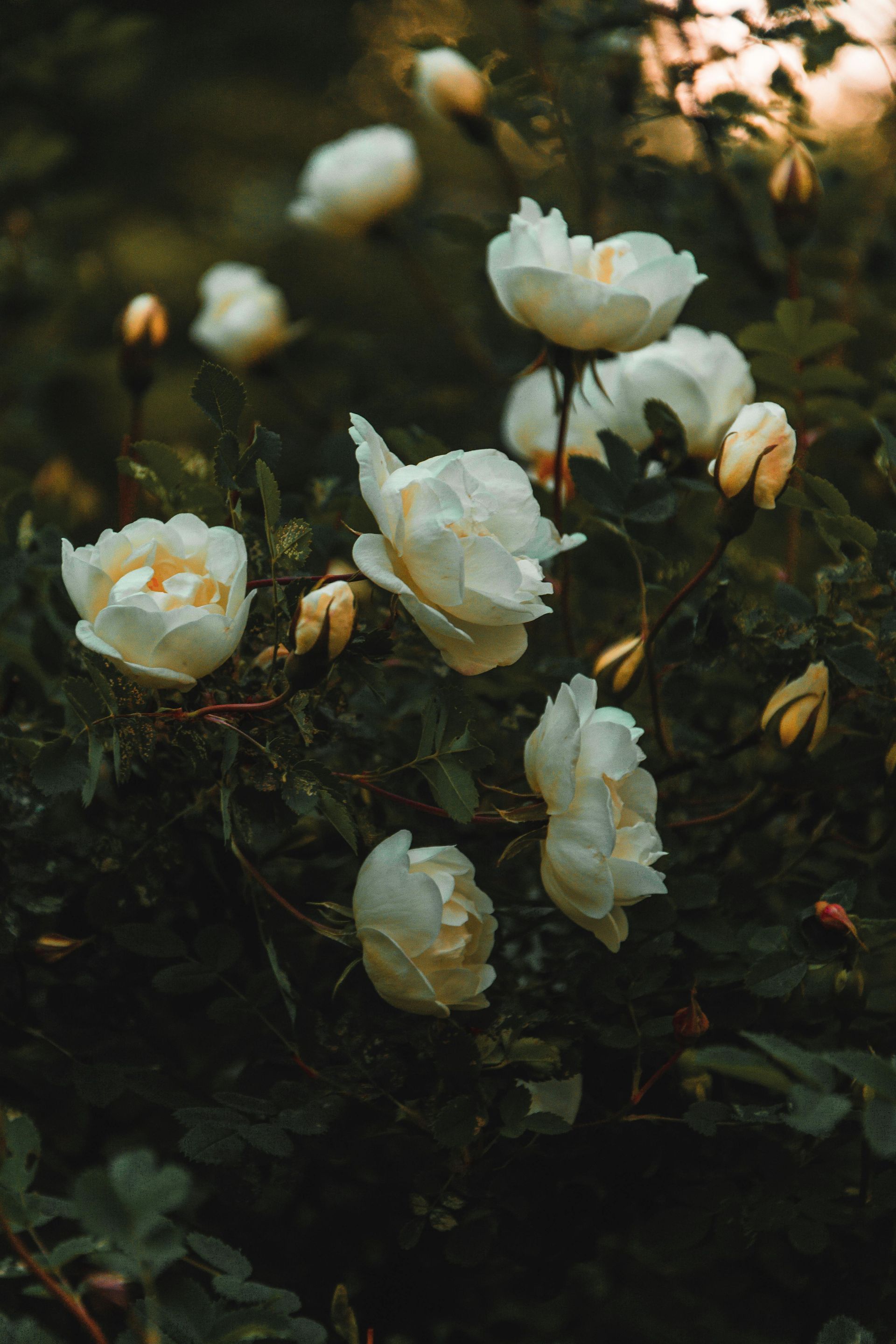White roses in various stages of bloom against dark green foliage.