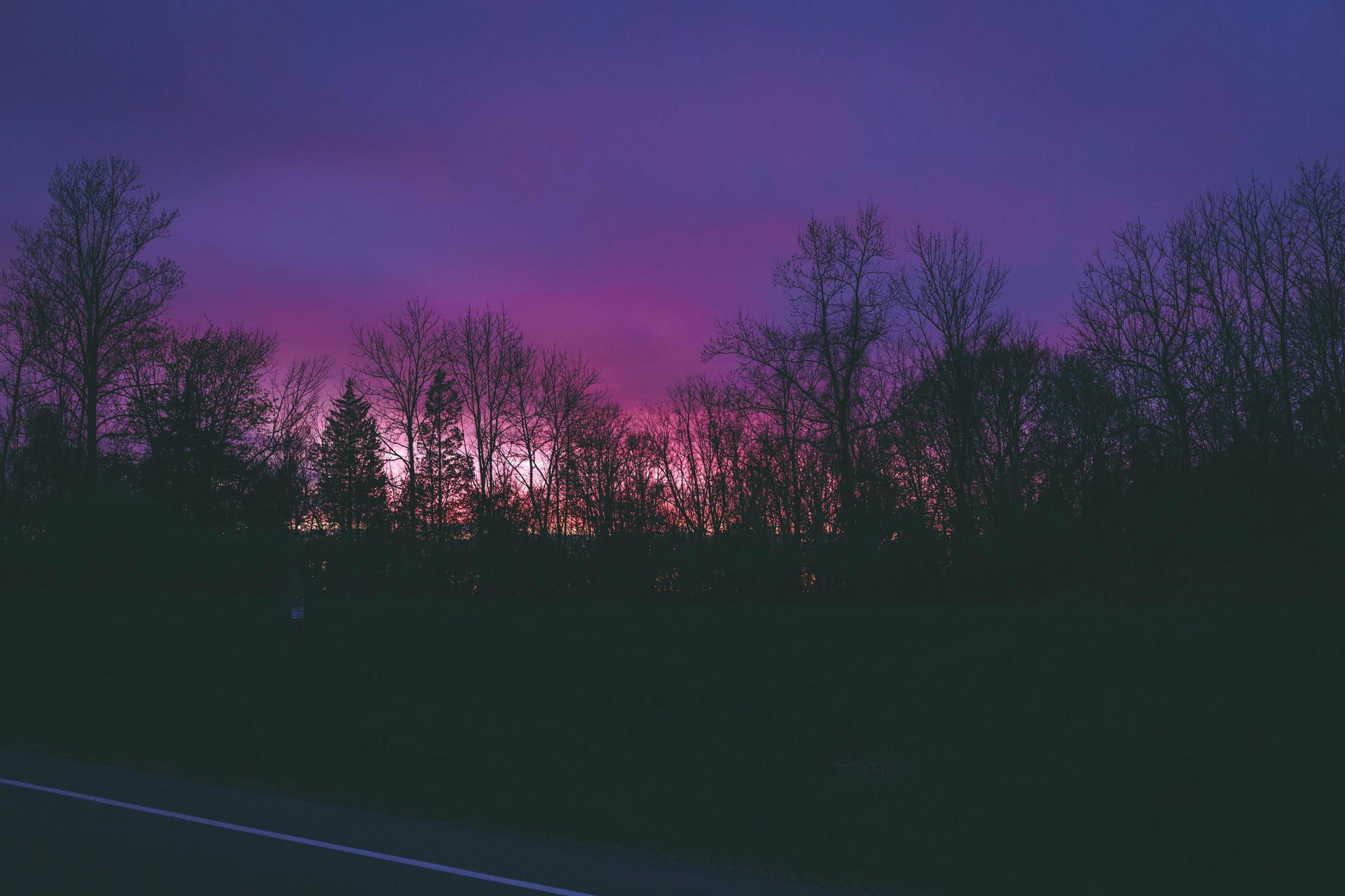Silhouetted trees against a purple and pink sunset.