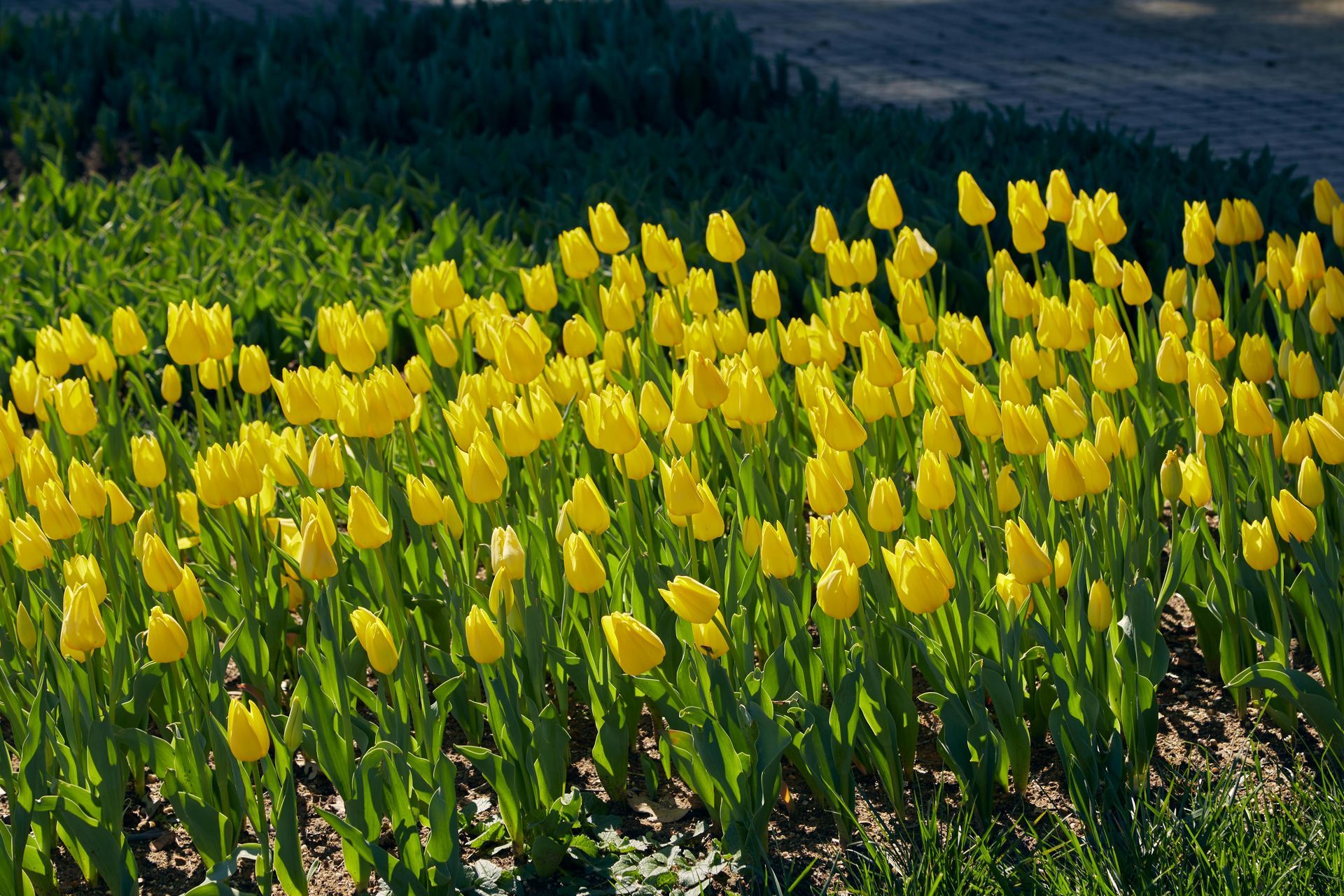 Field of vibrant yellow tulips in sunlight.