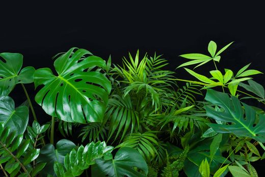 Green Leaves of Tropical Forest Plants