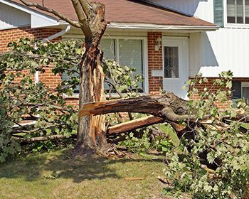 A tree that has fallen in front of a house.