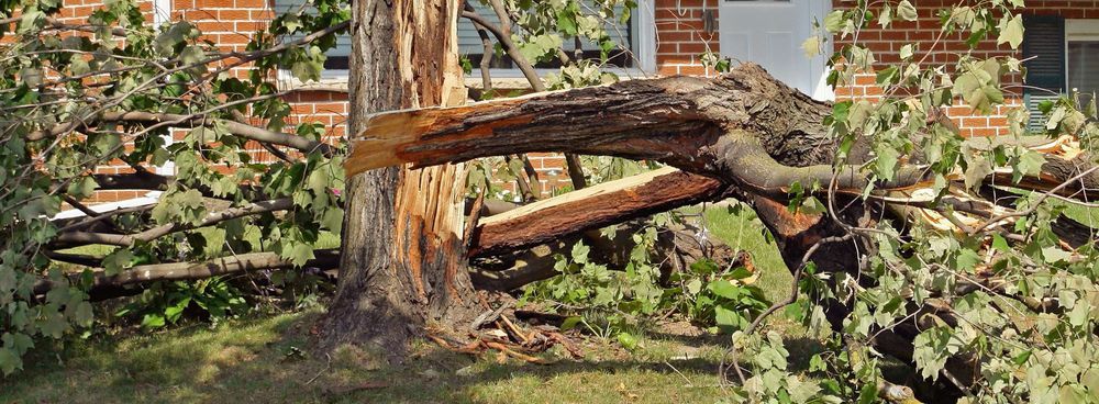 A tree that has fallen in front of a brick house.