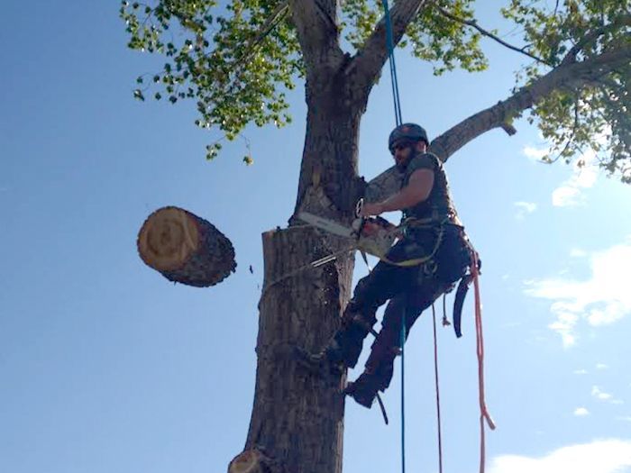 A man is cutting down a tree with a chainsaw.