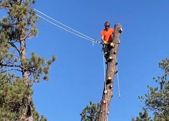 A man is sitting on top of a tree trunk.