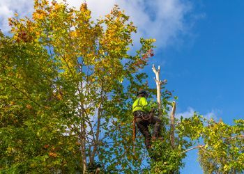 A man is cutting a tree with a chainsaw.