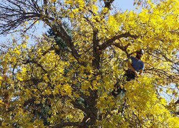 A man is sitting on top of a tree with yellow leaves.