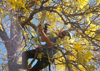A man is cutting a tree with a chainsaw.
