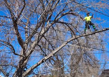 A man is standing on a tree branch in front of a house.
