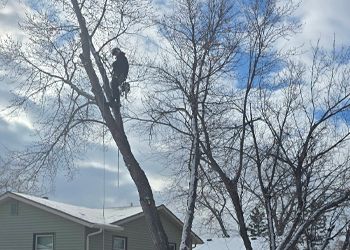 A man is climbing a tree in front of a house.