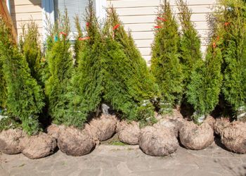 A row of trees sitting in front of a house.