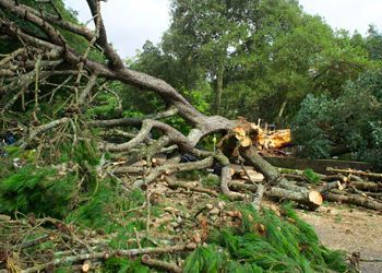 A pile of fallen trees in a forest with a chainsaw in the background.