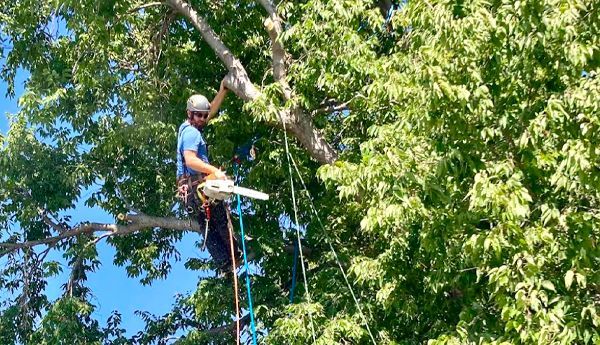 A man is cutting a tree branch with a chainsaw.