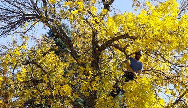 A man is climbing up a tree with yellow flowers.