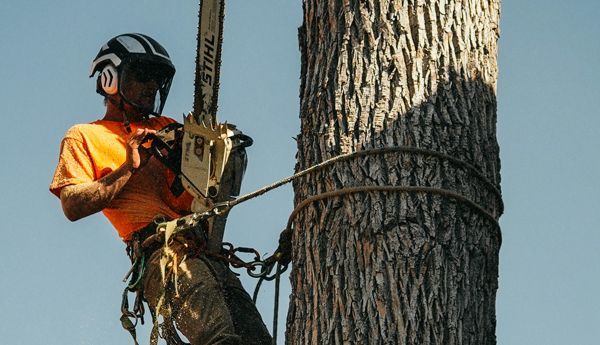 Arborist in orange shirt, helmet, and harness, cutting a tree with a chainsaw.