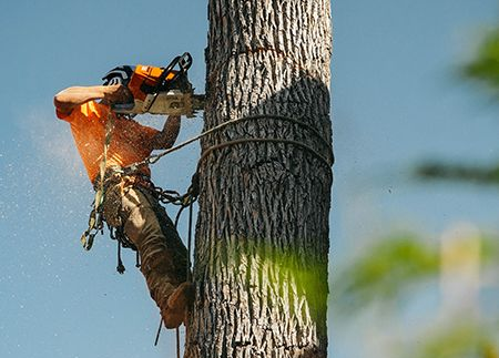 Arborist cutting a tree trunk with a chainsaw, secured by ropes, against a blue sky.