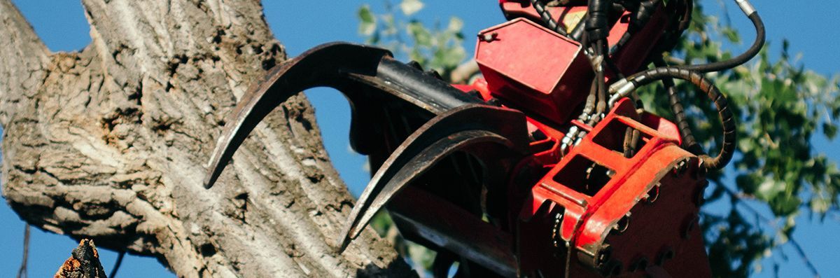 Arborist in a tree, cutting a branch with a chainsaw. Blue sky, green leaves.
