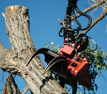 Red grapple saw cutting a tree, against a blue sky.