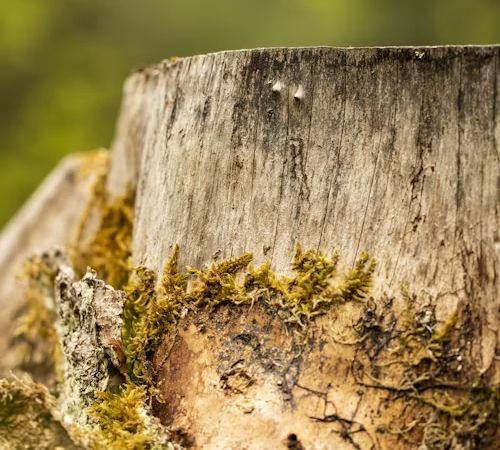 Close-up of a weathered tree stump with moss around the base