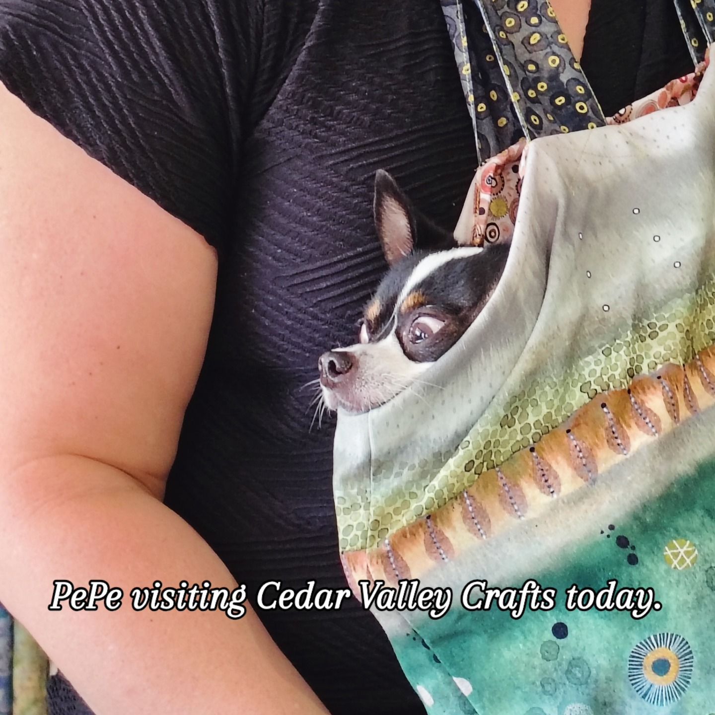 Small dog peeking from a sling bag at Cedar Valley Crafts, with a person’s arm beside it.