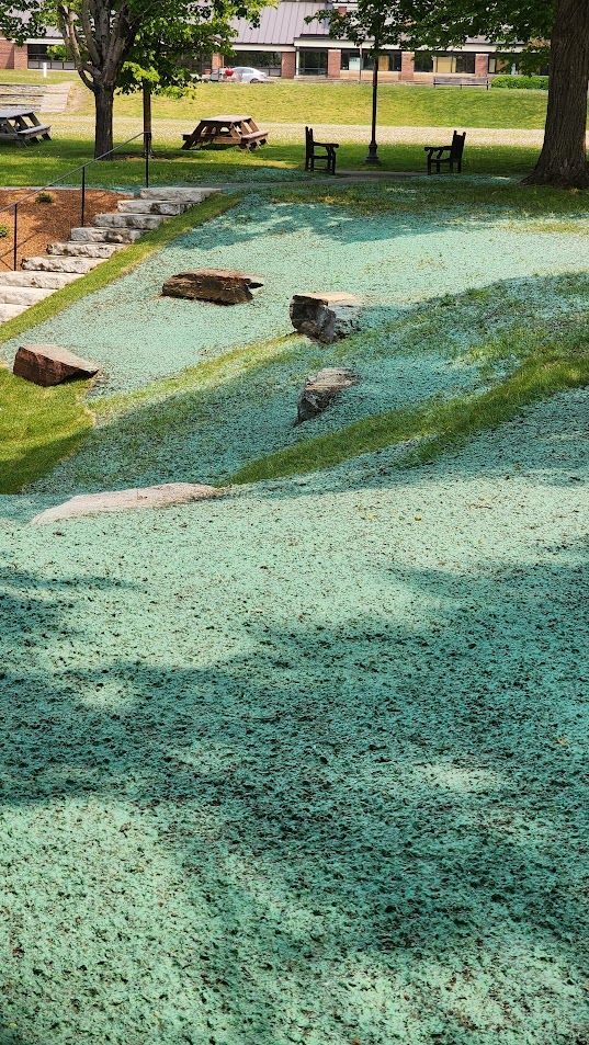 A field of green grass in a park with trees in the background.