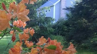 Flowers on the backyard — Residential lawn care services in Bellows Falls, VT