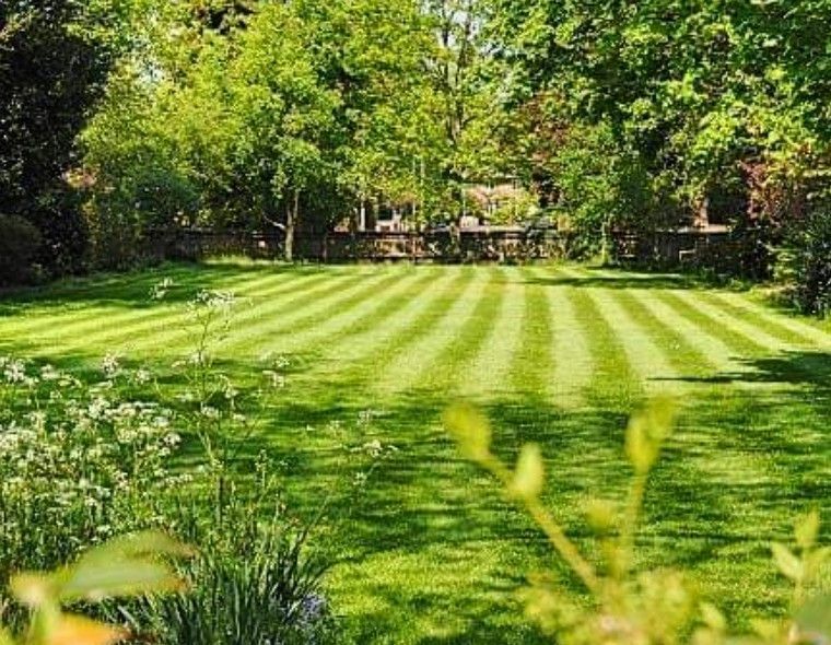A lush green lawn with trees in the background