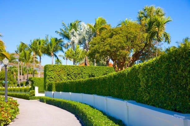 A well-manicured garden path with a curved white wall, green hedges, and palm trees under a blue sky.