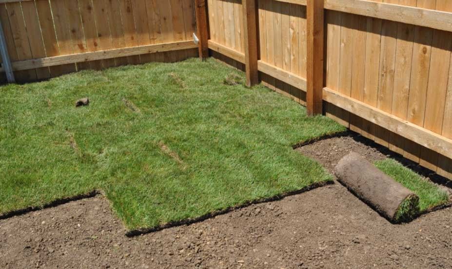 Green grass sod being laid in a dirt patch against a wooden fence.