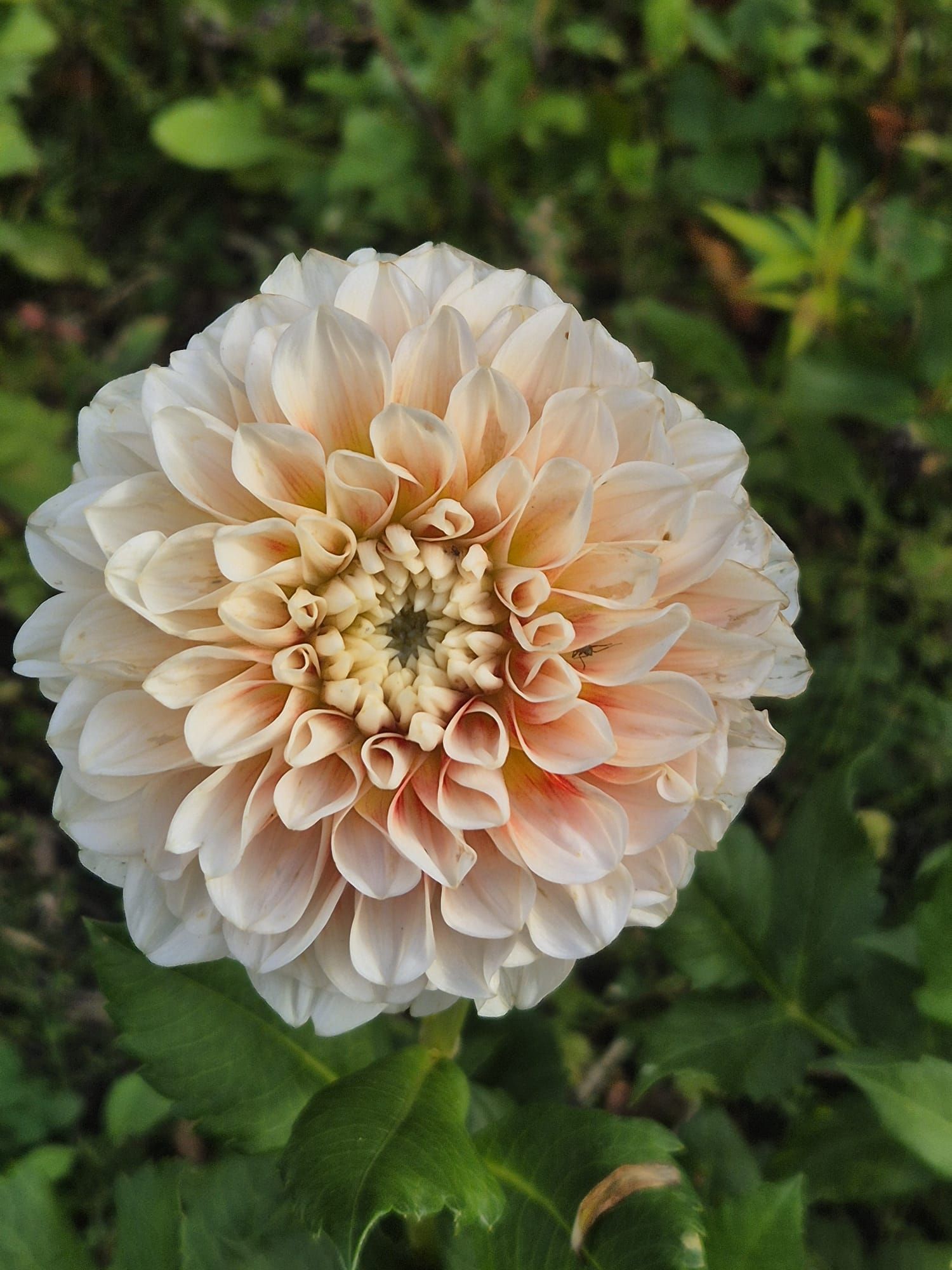 Dahlia's kweken is een nieuwe hobby