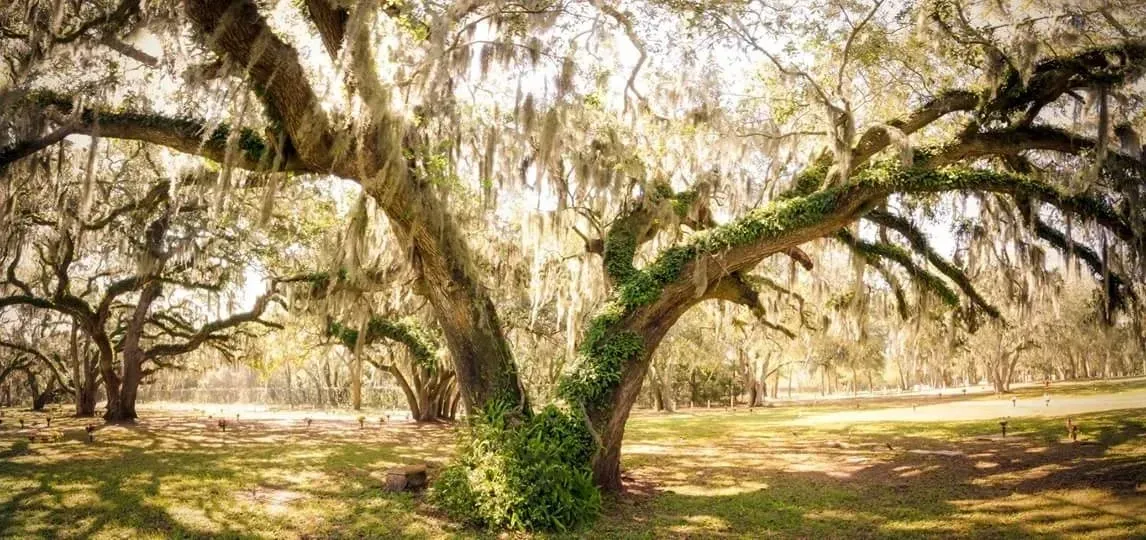 A tree with spanish moss hanging from it 's branches in a park.