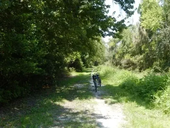 A person is riding a bike down a dirt path in the woods.